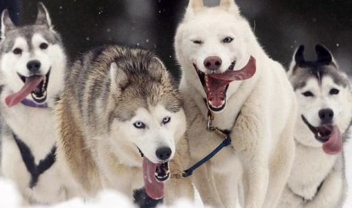 Want An Alaskan Malamute? There’s Hope with Hope’s Kennel